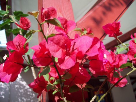 kiralyne_sandor_edit_2.kep_-_bougainvillea.jpg