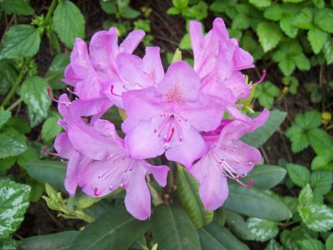 rododendron.jpg